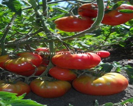 Características y descripción de la variedad de tomate sorpresa Andreevsky.