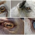 The structure and colors of goat eyes, features of the pupils and diseases