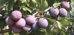 Description et caractéristiques de la variété précoce de prune Zarechnaya, culture et entretien