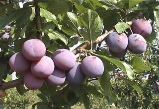 Descripción y características de la variedad, cultivo y cuidado de ciruela temprana Zarechnaya.