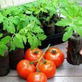 Comment planter et faire pousser des tomates en comprimés de tourbe