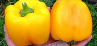 Description of the variety of pepper Golden Miracle, its characteristics and yield