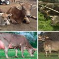 Description and characteristics of Swiss cows, pros and cons of cattle and care