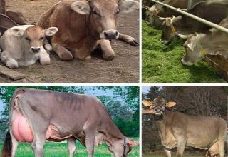 Description and characteristics of Swiss cows, pros and cons of cattle and care