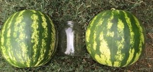 Description and technology of growing watermelon Top Gun, characteristics of the F1 species and yield