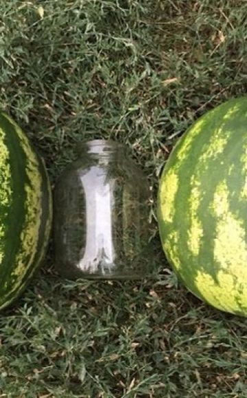 Description and technology of growing Top Gun watermelon, characteristics of the F1 species and yield