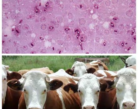 The causative agent and symptoms of pasteurellosis in cattle, methods of treatment and vaccinations