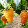 Description de la variété de framboise remontante Orange Miracle, plantation et entretien