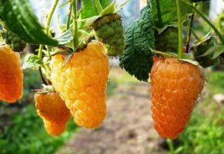 Description de la variété de framboise remontante Orange Miracle, plantation et entretien