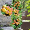 Description of the best varieties of columnar apricot Prince Mart, Zvezdny, planting and care rules