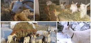 How to feed a goat in winter in addition to hay, making a diet at home