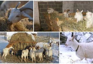 Jak krmit v zimě kromě sena krmení kozy, takže doma děláte dietu