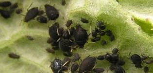 How to deal with aphids on cucumbers with folk remedies