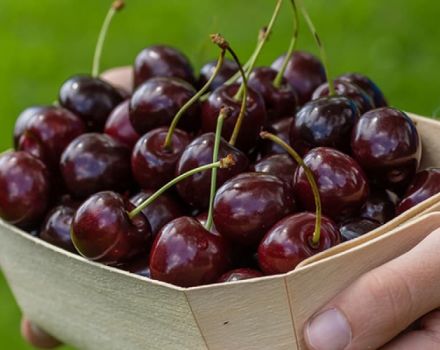 Descripción de la variedad de cereza Brusnitsyna, características de rendimiento y resistencia a las heladas.