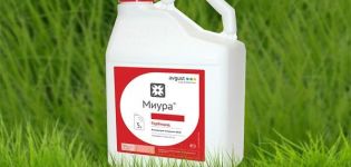 Instructions pour l'utilisation de l'herbicide Miura contre les mauvaises herbes dans les lits et le taux de consommation