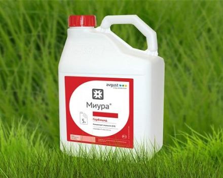 Instructions pour l'utilisation de l'herbicide Miura contre les mauvaises herbes dans les lits et le taux de consommation