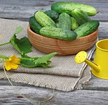 Favorable days for planting cucumbers according to the lunar calendar in May 2020