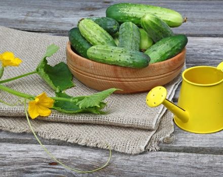 Favorable days for planting cucumbers according to the lunar calendar in May 2020