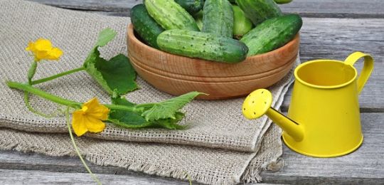 Días favorables para plantar pepinos según el calendario lunar en mayo de 2020.