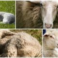 Signs and varieties of coenurosis in sheep, methods of treatment and prevention