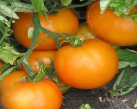 Ciri-ciri dan keterangan varieti tomato Jeruk, hasilnya