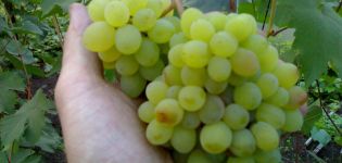 Description and characteristics of the Rusbol grape variety, varieties, methods of reproduction and care