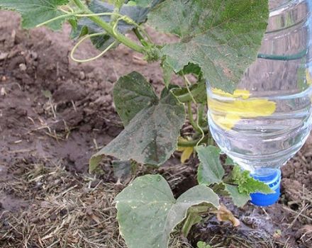 How often and correctly to water cucumbers in the greenhouse, when is it better