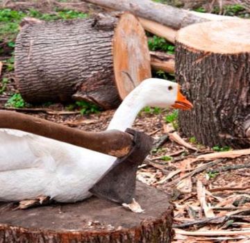 À quel âge et au poids moyen des oies pour les abattre pour la viande, les 4 meilleures façons