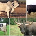 Description of 8 varieties of wild cows where they live in the wild