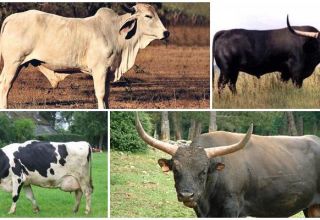 Description de 8 variétés de vaches sauvages où elles vivent à l'état sauvage