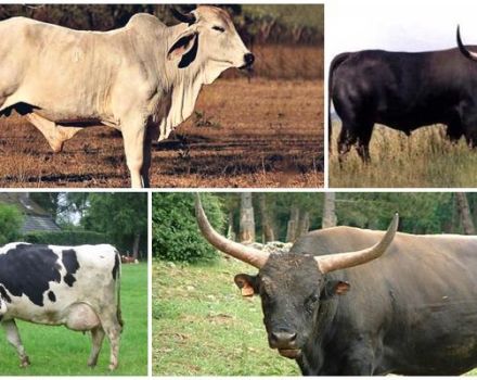 Description of 8 varieties of wild cows where they live in the wild