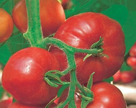 Fonctionnalité sur la description de la variété de tomate Han