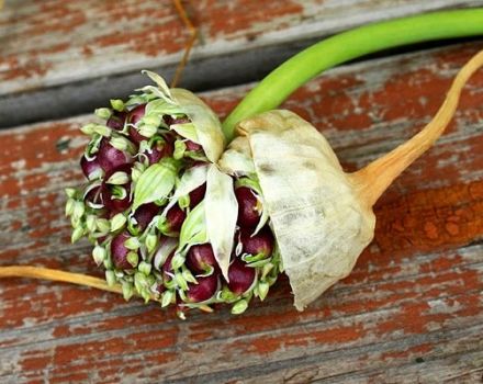 ¿Cómo plantar y cultivar ajo a partir de bulbos?