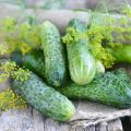 Characteristics and description of the Connie cucumber variety, cultivation and care