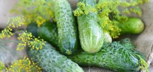 Characteristics and description of the Connie cucumber variety, cultivation and care