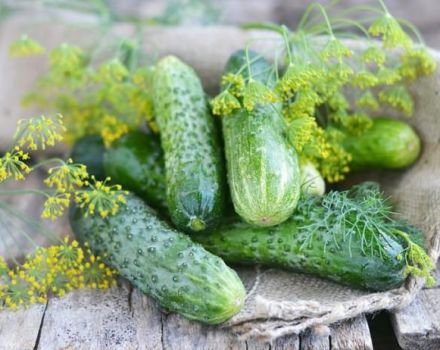 Características y descripción de la variedad de pepino Connie, cultivo y cuidado.