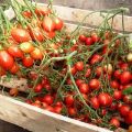 Description et caractéristiques de la variété de tomate Geranium Kiss, son rendement