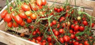 Description and characteristics of the tomato variety Geranium Kiss, its yield