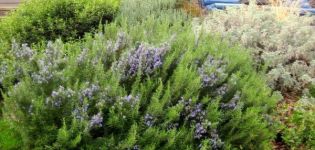 Cómo cultivar y cuidar adecuadamente el romero al aire libre en el carril central