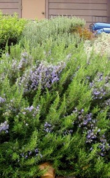 Cómo cultivar y cuidar adecuadamente el romero al aire libre en el carril central