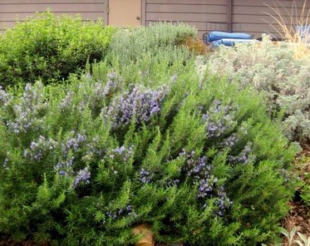 How to properly grow and care for rosemary outdoors in the middle lane