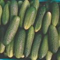 Description of cucumber variety Prima Donna F1, features of cultivation and care