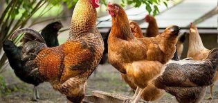 What determines the body temperature of chickens and its norm