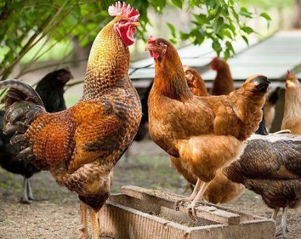 What determines the body temperature of chickens and its norm