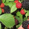 Planting, growing and caring for blackberries in the Urals and Siberia, the best varieties