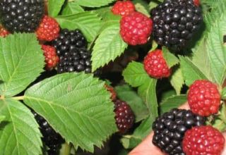 Plantar, cultivar y cuidar las moras en los Urales y Siberia, las mejores variedades