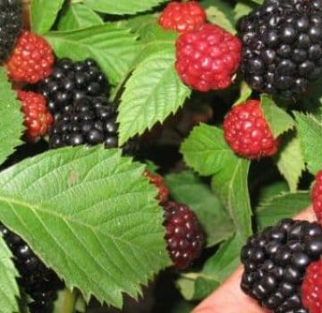 Plantar, cultivar y cuidar moras en los Urales y Siberia, las mejores variedades