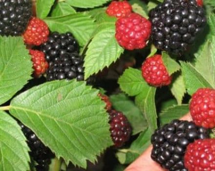 Planting, growing and caring for blackberries in the Urals and Siberia, the best varieties