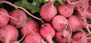 Description of the variety of pink radish, useful and harmful properties