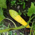 The reasons why zucchini turn yellow and wither in the open field and what to do